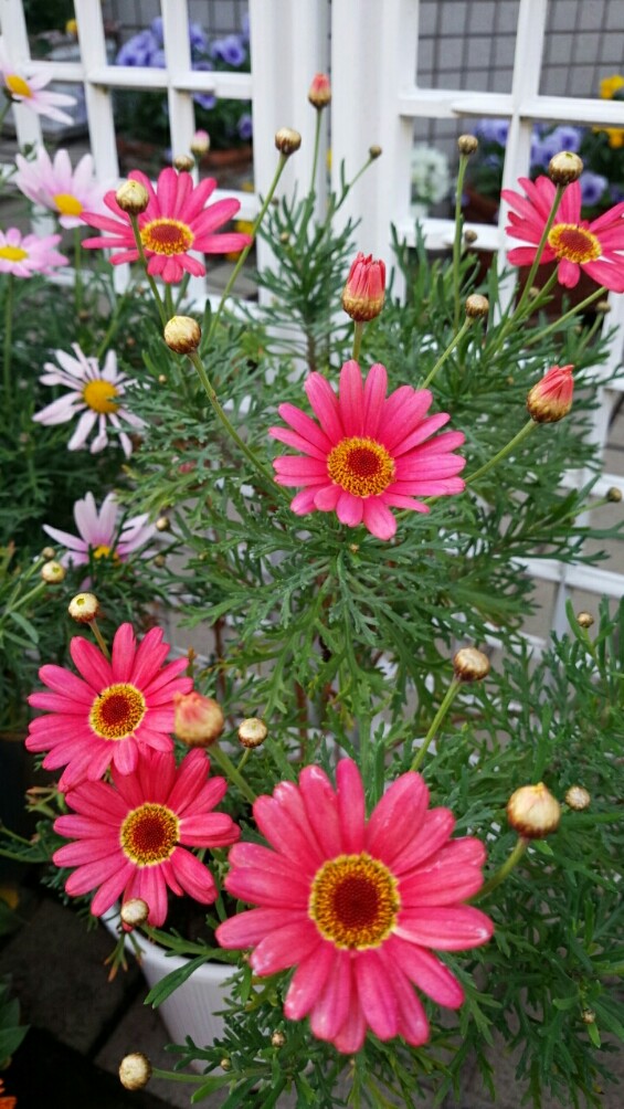 ４種類目のマーガレットが開花 ロベリア バーベナ オステオスペルマムの今 その他の花